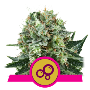 RQS - Bubble Kush