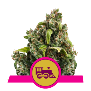 RQS - Candy Kush Express