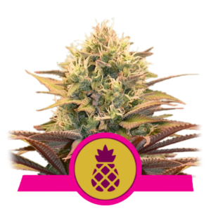 RQS - Somango XL