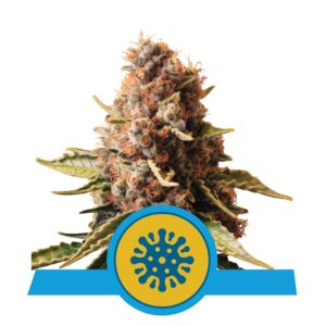 RQS - Euphoria