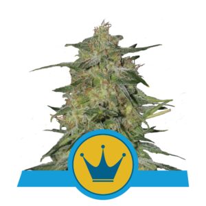 RQS - Royal Highness