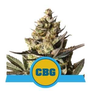 RQS - Royal CBG Auto 3 seeds