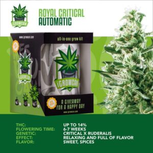 I-Growcan Royal Critical Auto