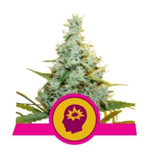 AMG buds