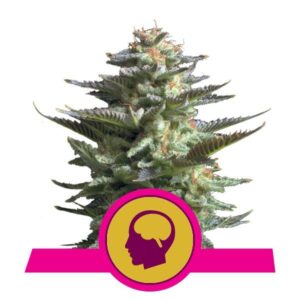 Amnesia Haze van RQS buds