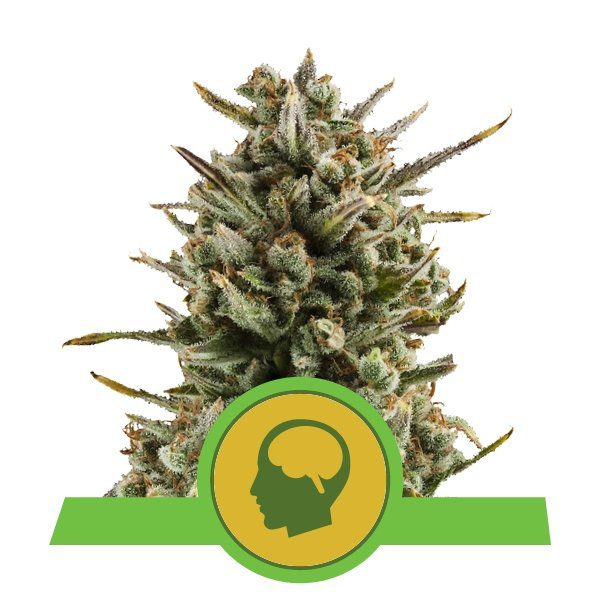 RQS - Amnesia Haze Auto
