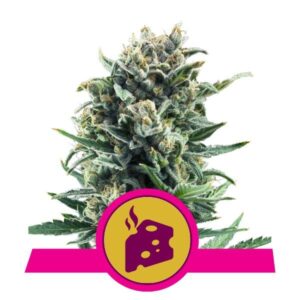 Blue Cheese buds