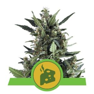 Blue Cheese Automatic top
