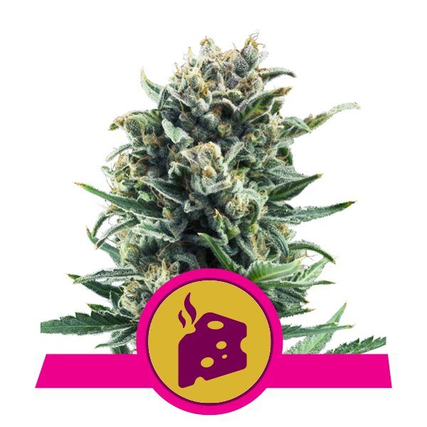 Blue Cheese buds