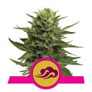 Blue Mystic buds