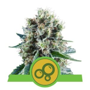 Bubble Kush Automatic top