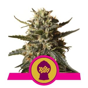 Bubblegum XL buds