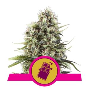 Choclate Haze buds