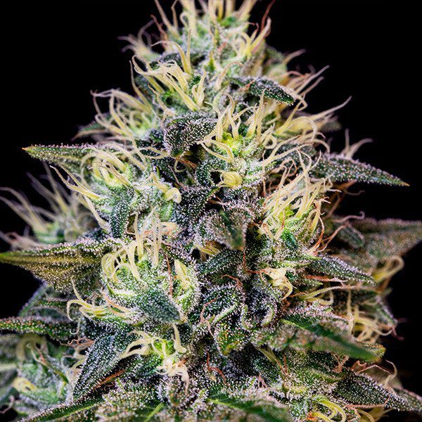 RQS - Cookies Gelato - Afbeelding 3