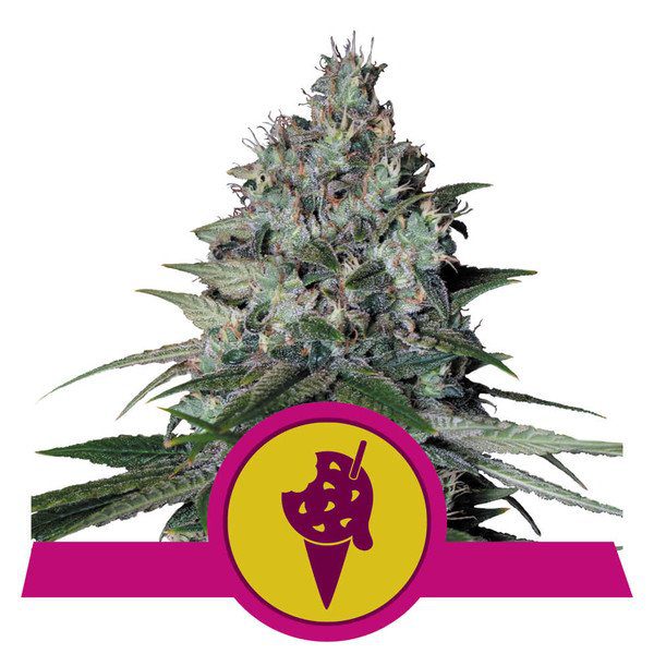 Cookies Gelato buds