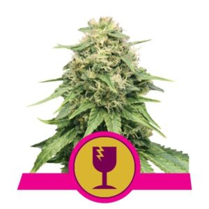 Critical buds