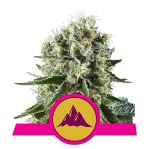 Critical Kush buds