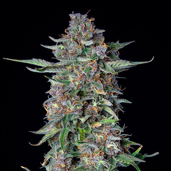 Do-Si-Dos Automatic - RQS - Afbeelding 3