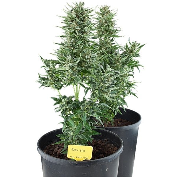 RQS - Easy Bud Auto - Afbeelding 3