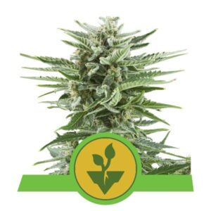 Easy Bud top