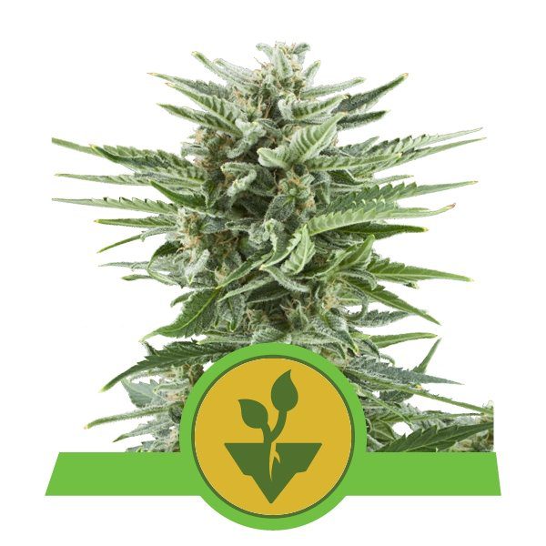 Easy Bud top