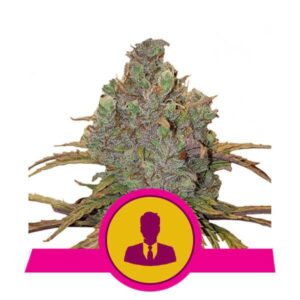 El Patron buds