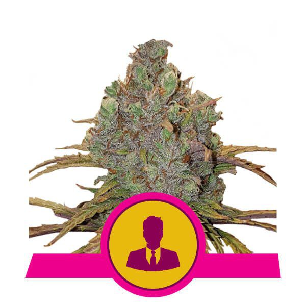 El Patron buds