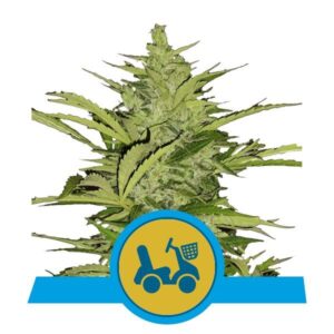 Fast Eddy CBD Automatic top