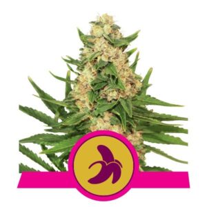 RQS - Fat Banana