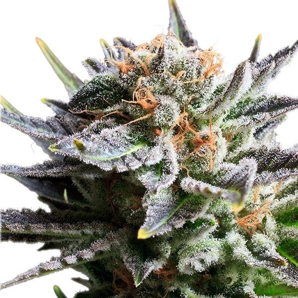 RQS - Fruit Spirit - Afbeelding 3