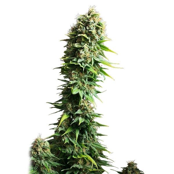 RQS - Fruit Spirit - Afbeelding 4