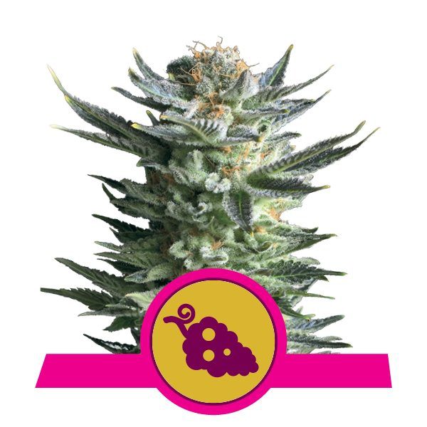 Fruit Spirit buds