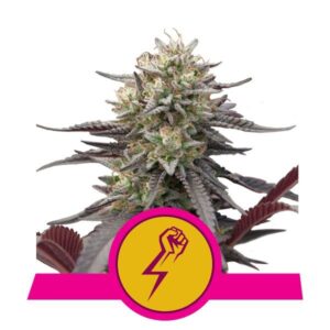 Green Crack Punch buds