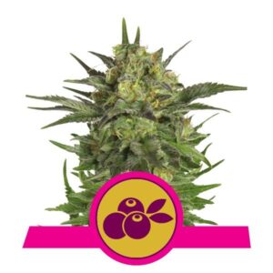 Haze Berry buds