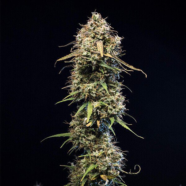 RQS - Haze Berry Auto - Afbeelding 3