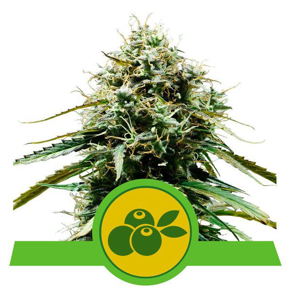 Haze Berry Automatic top