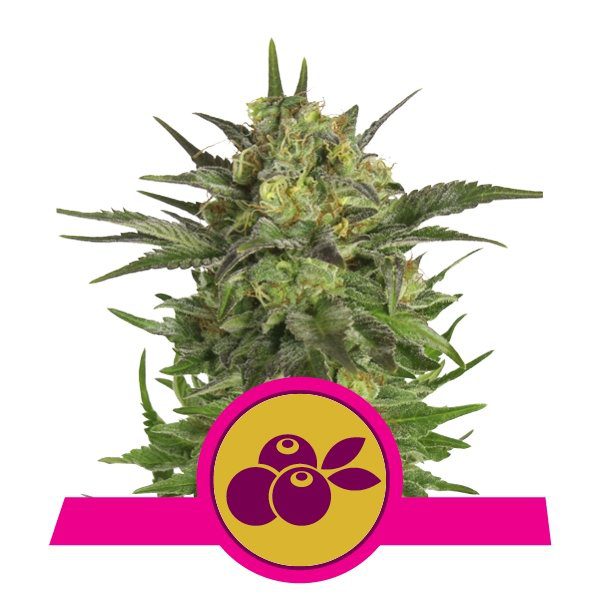 Haze Berry buds