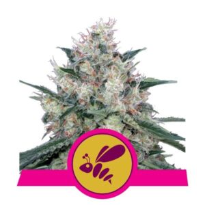 Honey Cream buds