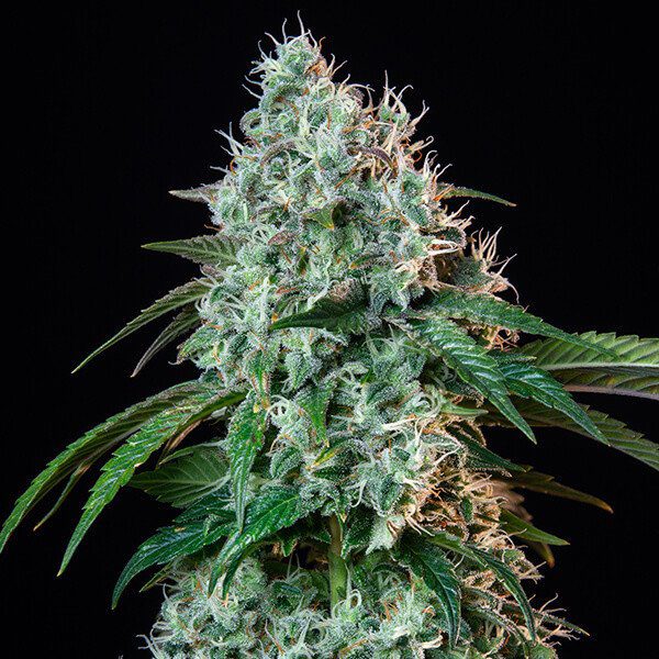 RQS - HulkBerry - Afbeelding 3