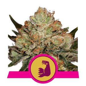 HulkBerry buds