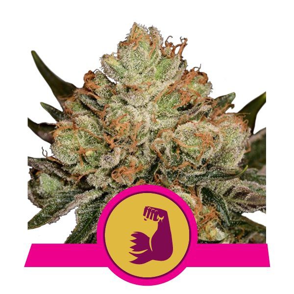 HulkBerry buds