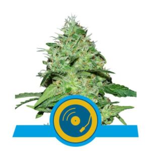 RQS - Joanne's CBD