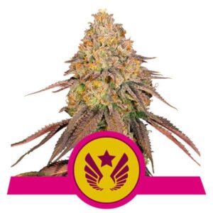 Legendary OG Punch buds