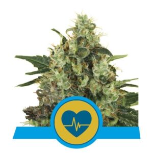 RQS - Medical Mass
