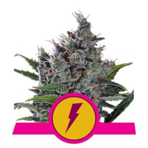 North Thunderfuck buds