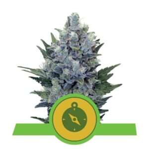 Northern Light Auto top
