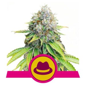 O.G. Kush buds