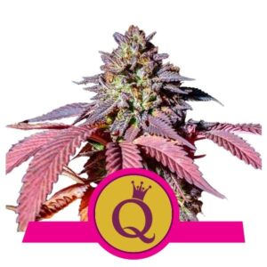 Purple Queen buds