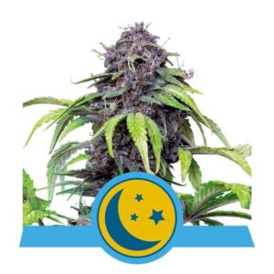 RQS - Purplematic