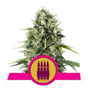 Royal AK buds